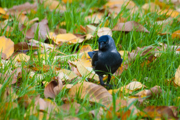 Bird walking on green grass and autumn leaves