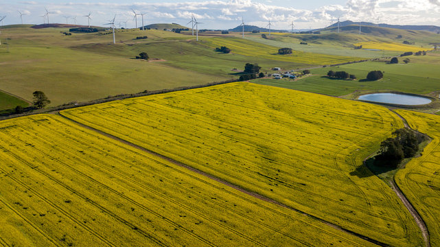 wind farm over canola field