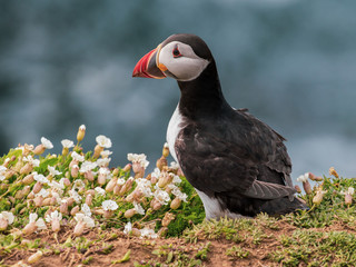 Puffin Amongst The White Campion