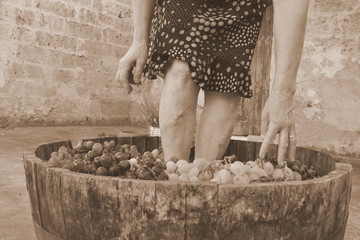 vendemmia