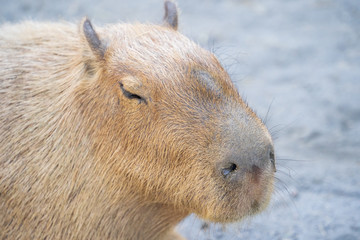 Cute Capybara (biggest mouse) eating and sleepy rest in the zoo, Tainan, Taiwan, close up shot