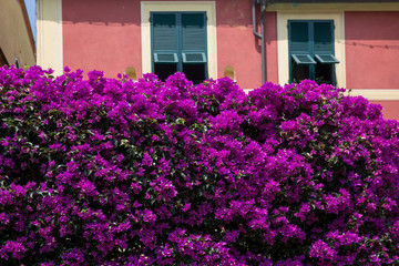 Fototapeta na wymiar Mass of purple bougainvillea at a restaurant in Portofino, Italy