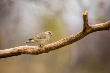 European Greenfinch sitting in the branch