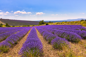 Fototapeta na wymiar lavender fields in full bloom, Ferrassières, Provence, France