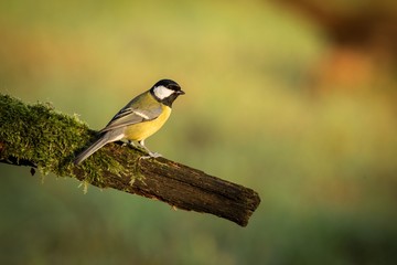 Great Tit, Parus major, black and yellow songbird