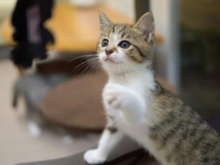 遊ぶ子猫