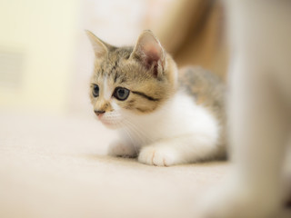 獲物を狙う子猫