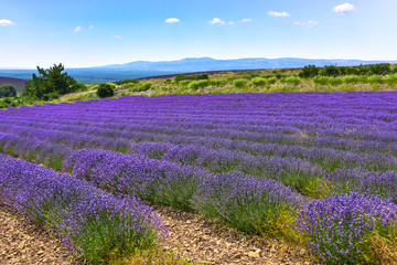 Plakat lavender fields and mountainscape, panorama near Ferrassières, Provence, France