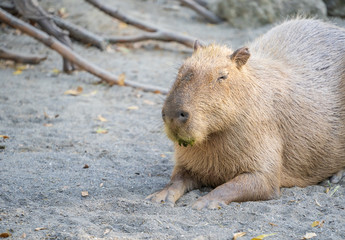 Cute Capybara (biggest mouse) eating and sleepy rest in the zoo, Tainan, Taiwan, close up shot