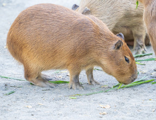 Cute Capybara (biggest mouse) eating and sleepy rest in the zoo, Tainan, Taiwan, close up shot