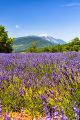 mountain Mont Ventoux with lavender field in foreground, village Ferrassières, Provence, France