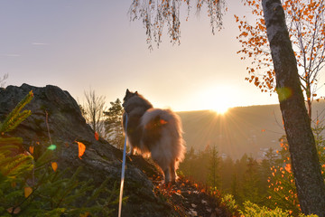 Naklejka na ściany i meble Hund im Sonnenuntergang in den Bergen im Herbst