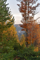 Herbstwald im Fichtelgebirge Wald Wandern im Herbst
