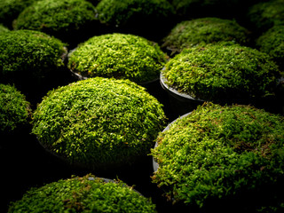 Moss Put in a Pots in a Row