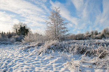 Winter day in the country