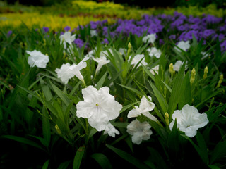 Obraz na płótnie Canvas White Relic Tuberosa Flowers Blooming