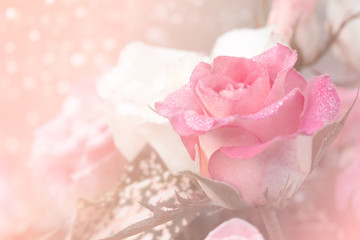 Fototapeta premium Soft focus of sweet rose for valentine background