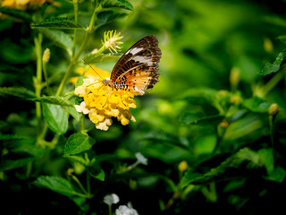 Butterfly Perched on The Bouquet of Hedge Flowers