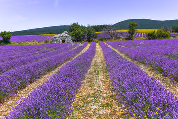 lavender field and stone hut, Ferrassières, Provence, France