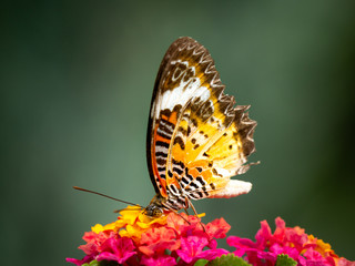 Butterfly Perched on The Bouquet of Hedge Flowers