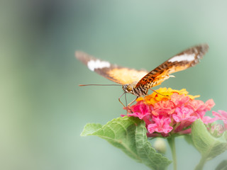 Butterfly Perched on The Bouquet of Hedge Flowers