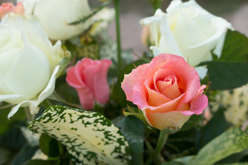 Soft focus of sweet rose for valentine background
