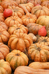 Orange pumpkins on display at the farmers market. Harvesting and Thanksgiving concept