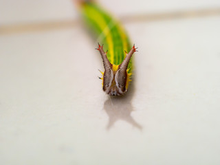 Worm with a Face Like a Twig Crawling