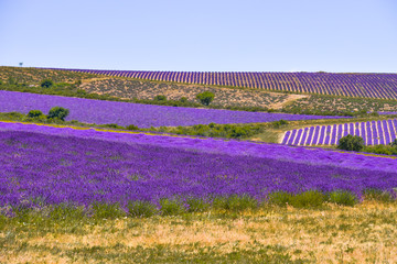 Fototapeta na wymiar hill landscape with lavender fields, Provence, France, village Ferrassières