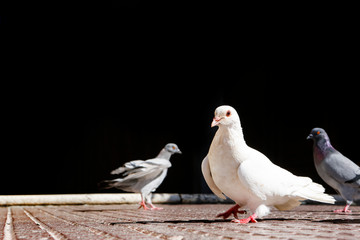 Piccioni e Colombe su una pavimentazione urbana