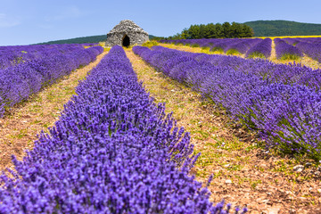 lavender field with dry stone cottage Borie, Ferrassières, Provence, France