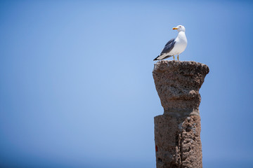 Un gabbiano si riposa su un capitello a Nora (Sardegna)