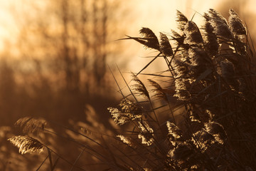Reed grass in the light of the setting sun
