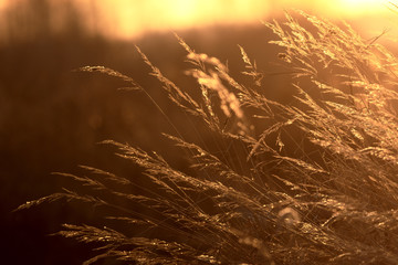 Dry grass in the sunset light