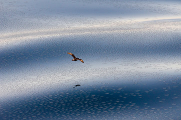 Seagull above the sea with slush and pieces of ice