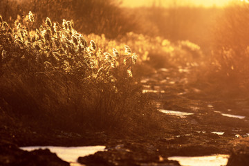 Reed grass and rural road in the sunset light