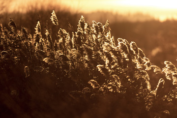 Reed grass in the light of the setting sun