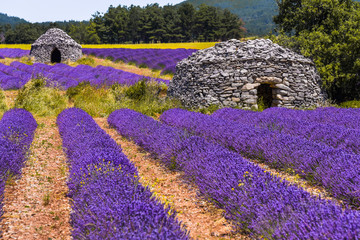 lavender field with old round stone huts, village Ferrassières, Provence, France