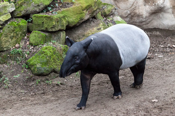 The male tapir runs along the trail to the waterhole.