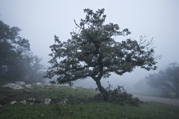 El árbol en la niebla