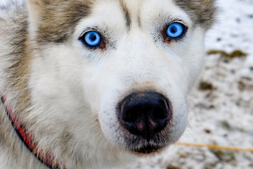 Riding Dogs Husky with blue eyes in winter forest in Poland. 09-12-2018
