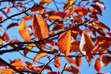 紅葉