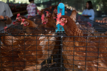 Hens in a farm