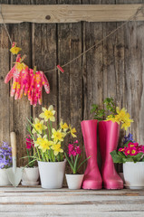 rubber boots and spring flowers on wooden background