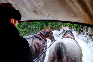 Carriage with horses near Lake Morskie oko in Poland. Tatry Mountains National Park. 
