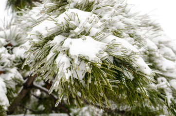 green pine branches in white snow and ice