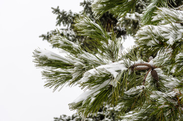 green pine branches in white snow and ice