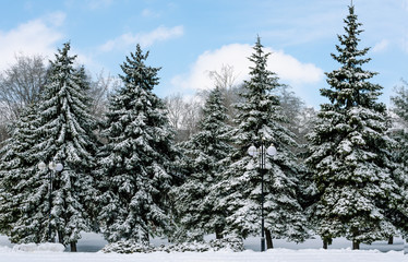 five snow-covered fir trees in the park against the background of blue sky