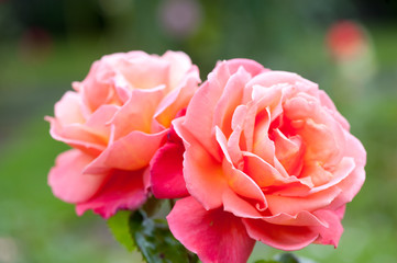 Rose Bush Hybrid Tea Rose Troika