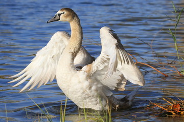 Bright beautiful white swan with raised spread wings, close-up on a sunny day, on a lake with blue water and a few green reeds. Romantic portrait of a swan.